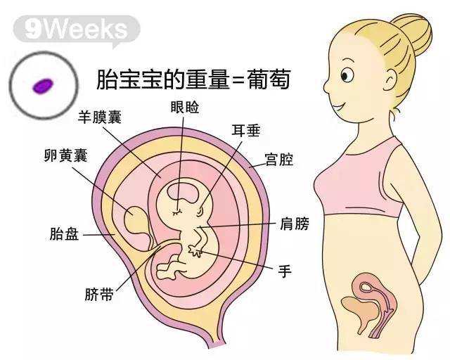 郑州供卵试管正规医院,孕妇的痔疮的5个原因